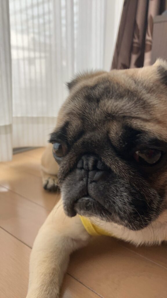 お知らせです。