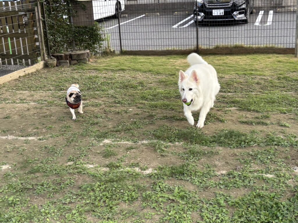 犬の写真（パグと大型犬）