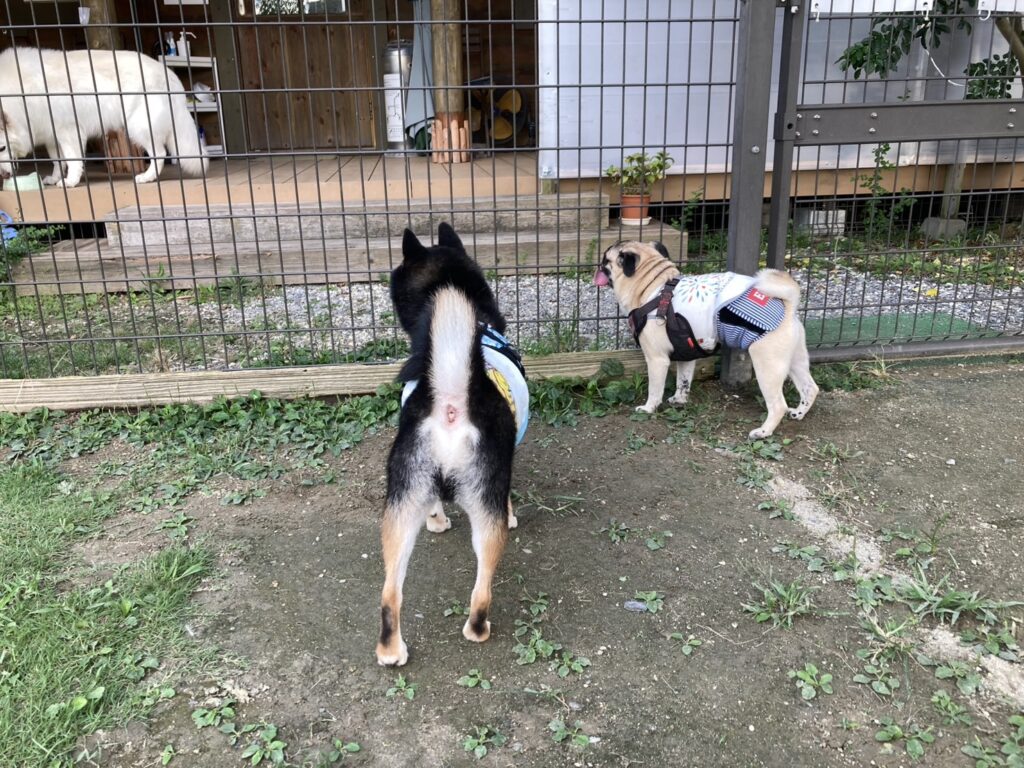 犬の後ろ姿（パグと柴犬）