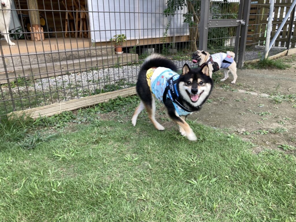 犬の写真（柴犬と パグ）