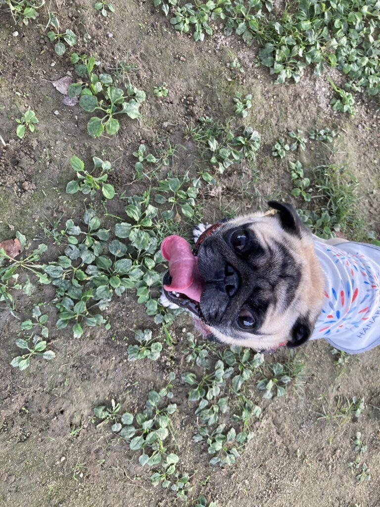 犬の写真（パグ）
