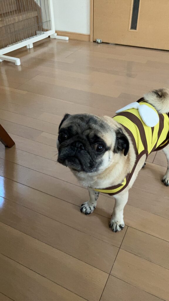 お知らせです！