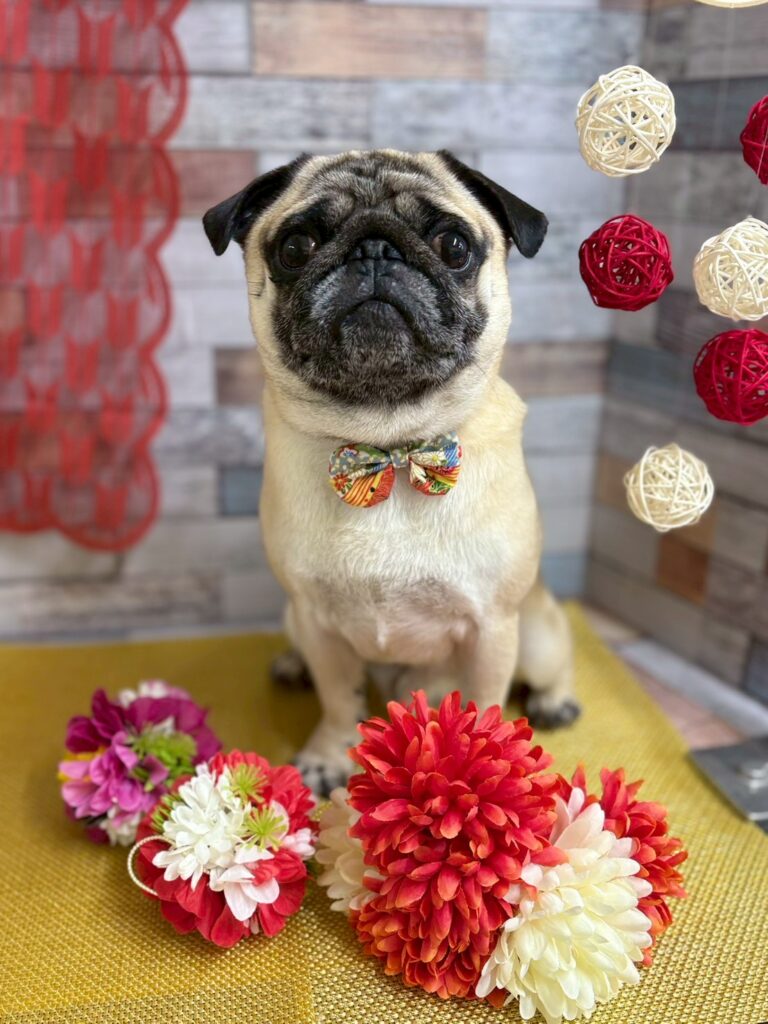 明けましておめでとうございます！