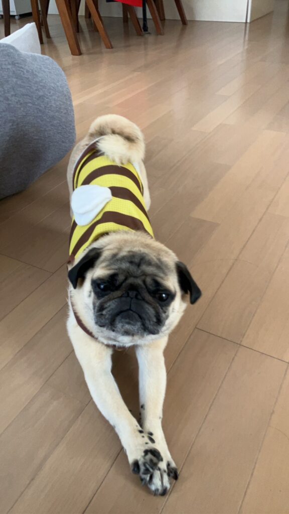 犬の写真